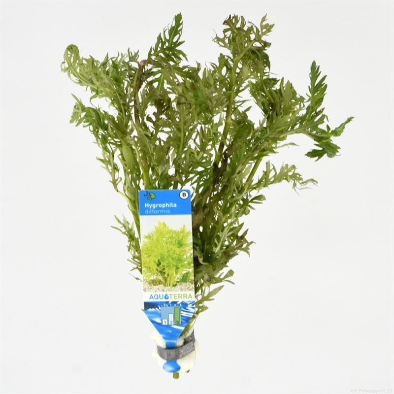 10x Hygrophila Difformis bos